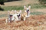 CORGI PEMBROKE 234